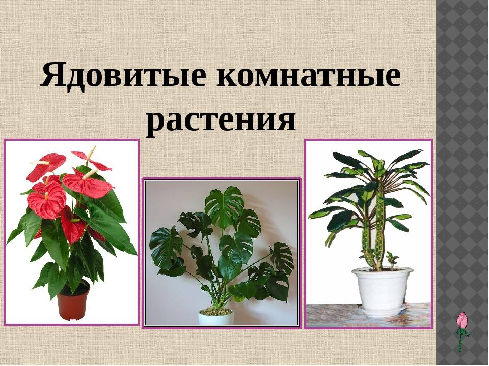 Какие домашние цветы нельзя держать дома: причины, приметы и вредные комнатные растения