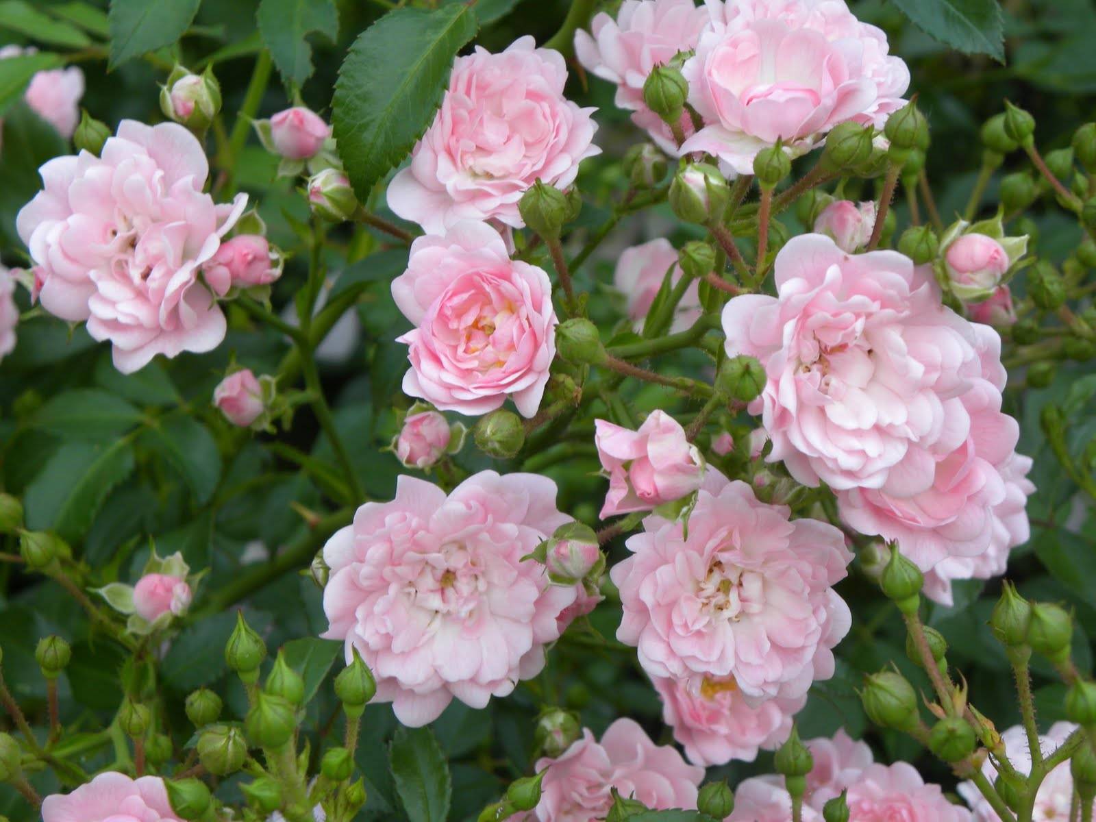 Роза кимоно флорибунда и особенности ухода за ней