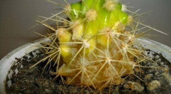 Варианты спасения кактуса при гниении корня, пятнистости и других болезнях