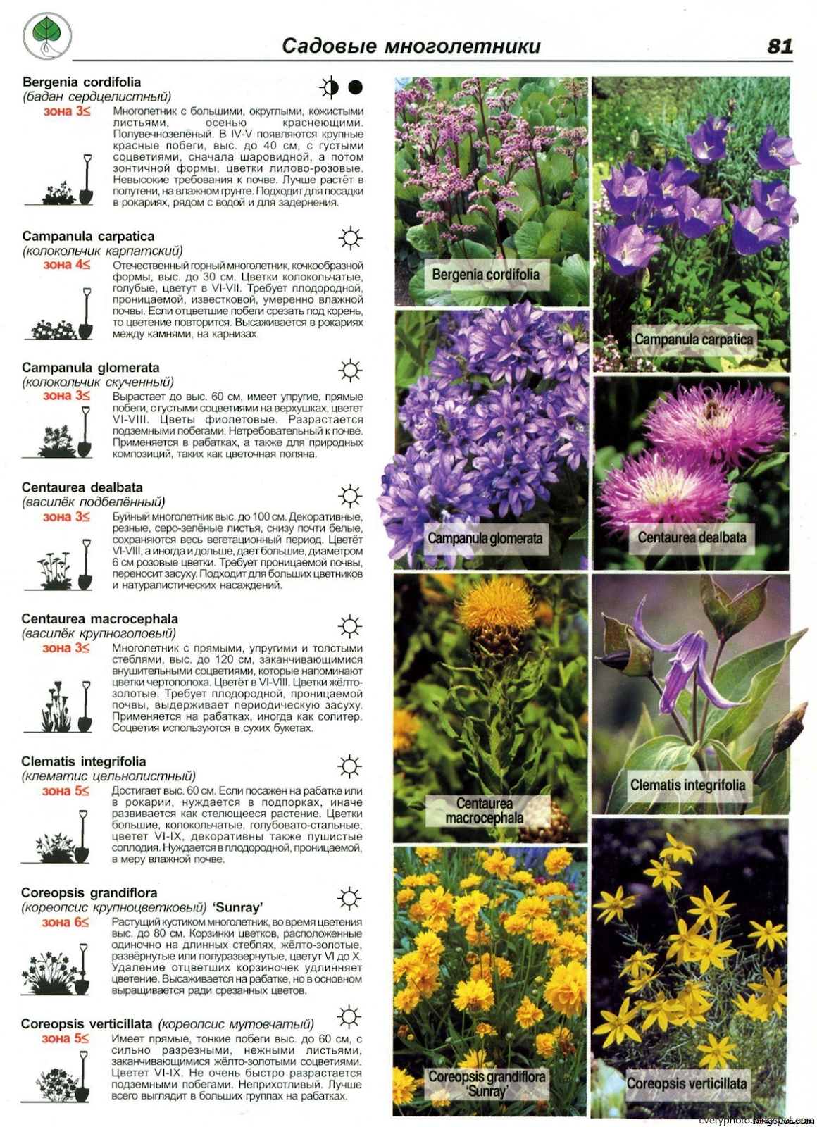 Садовые цветы - фото, названия и описания (каталог)