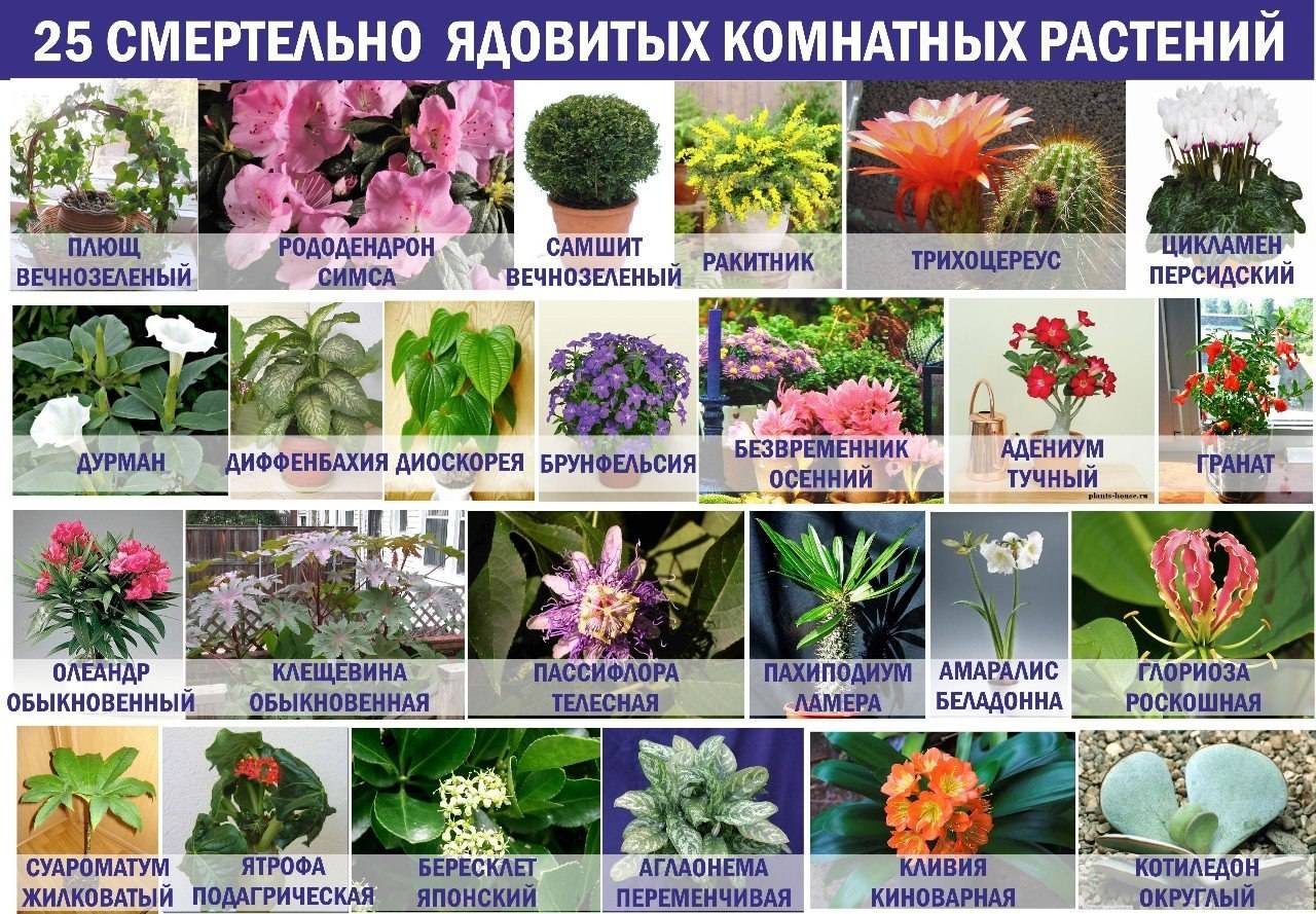 Каталог экзотических растений