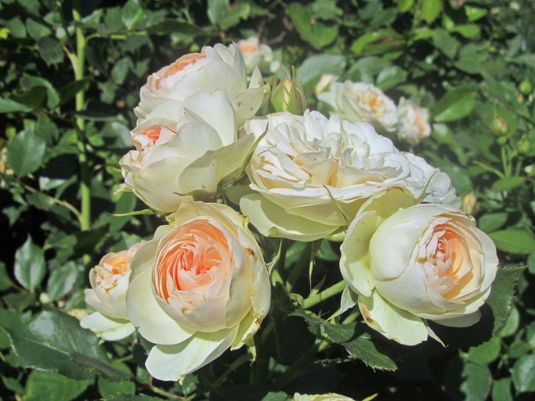 Какие сорта желтых роз флорибунда пользуются спросом у садоводов и флористов