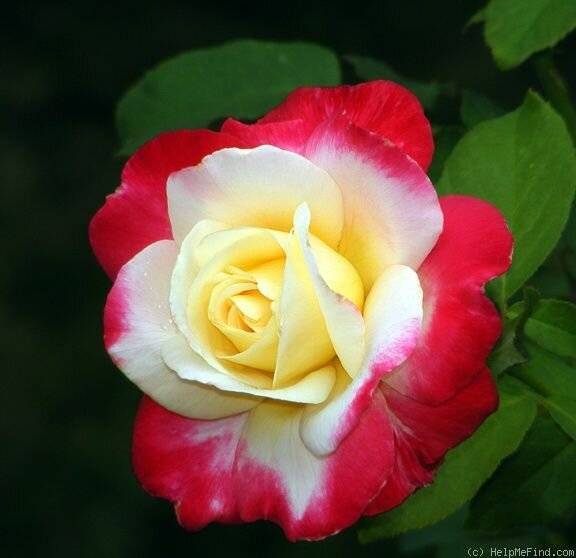 Описание чайно-гибридного сорта розы дабл делайт: уход за «двойным удовольствием»