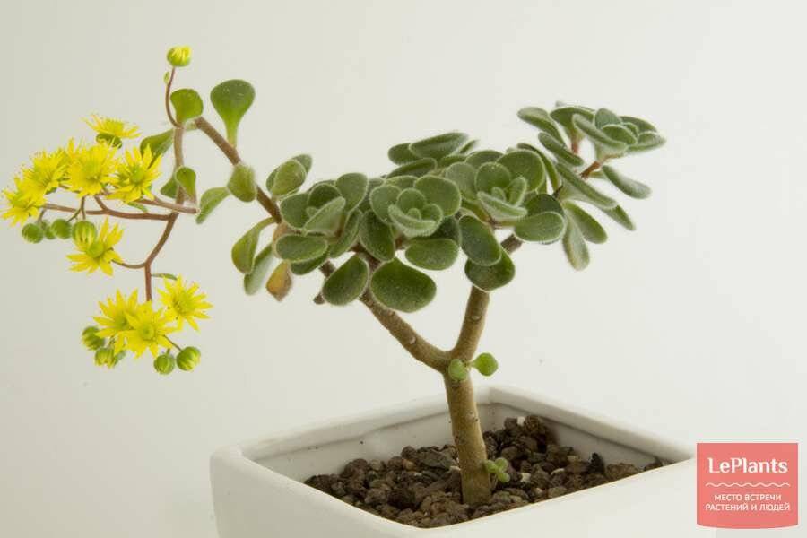 Аихризон: фото цветка, уход в домашних условиях и 2 способа размножения