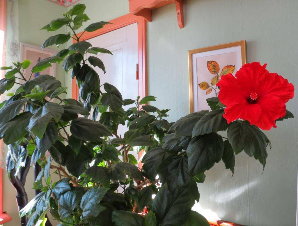 Как размножить китайскую розу в домашних условиях - аграрный справочник