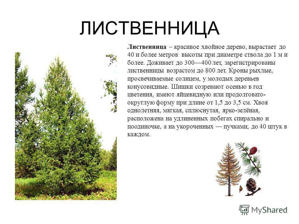 Лиственница: хвойное или лиственное дерево, как она выглядит, где растёт, к какой группе растений и семейству относится, как растёт зимой
