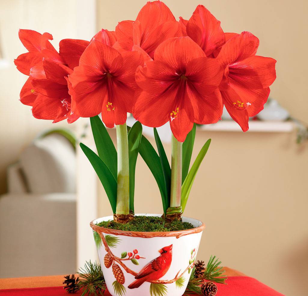 Амариллис: фото цветка, уход в домашних условиях и открытом грунте