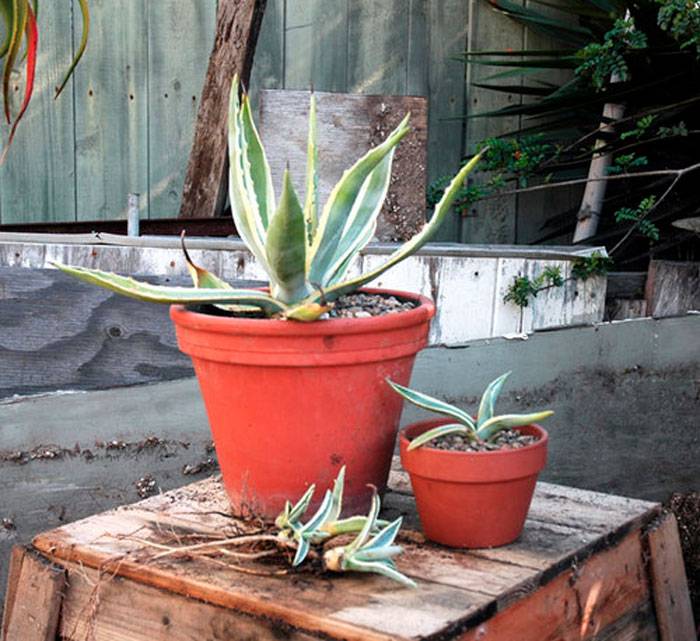 Комнатное растение агава: фото, уход в домашних условиях, лечебные свойства