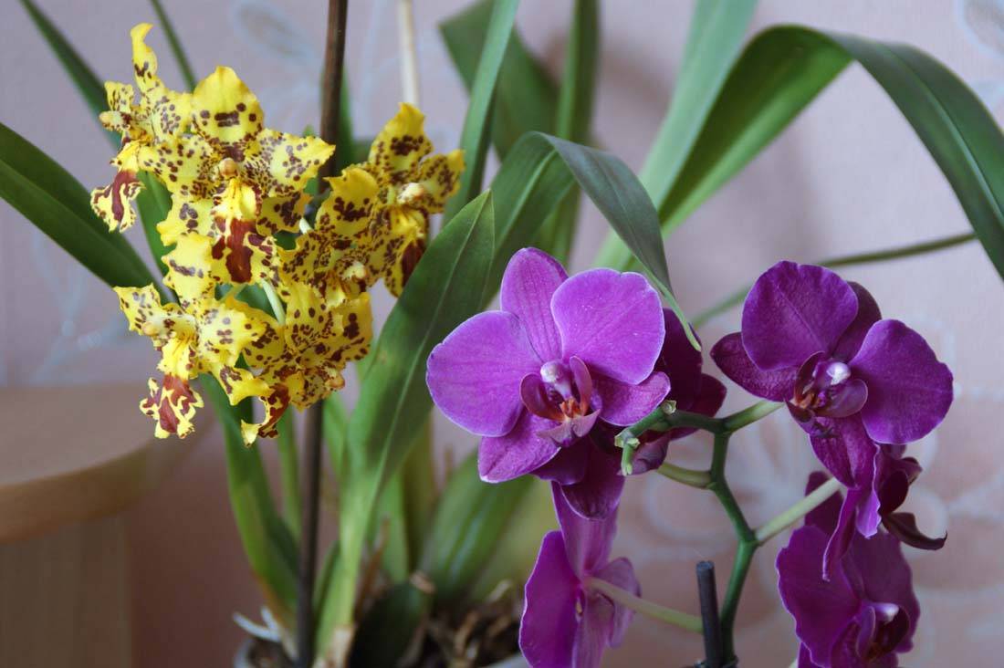 Дендробиум: орхидея, живущая на дереве