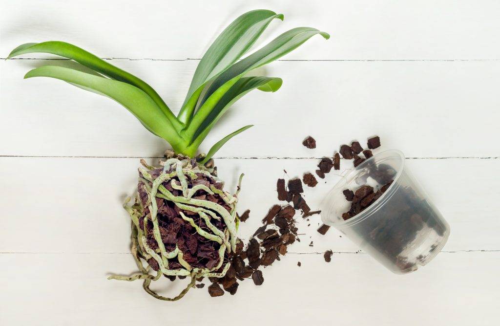 Уход за орхидеей после покупки: адаптация в домашних условиях и что с ней нужно делать сразу после магазина, когда поливать первый раз и как ухаживать