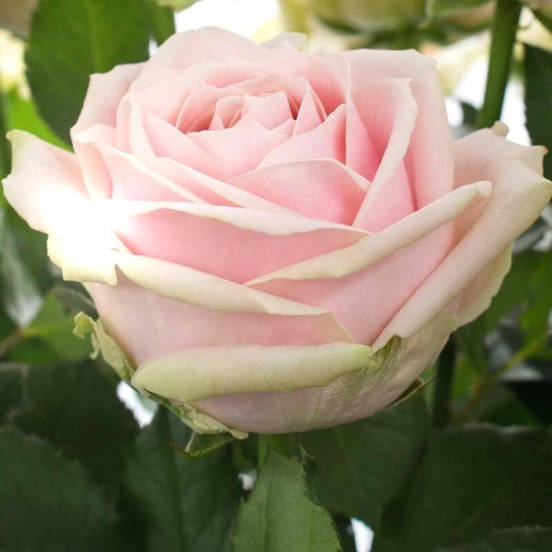 Роза «аваланж»: фото и описание, выращивание и уход