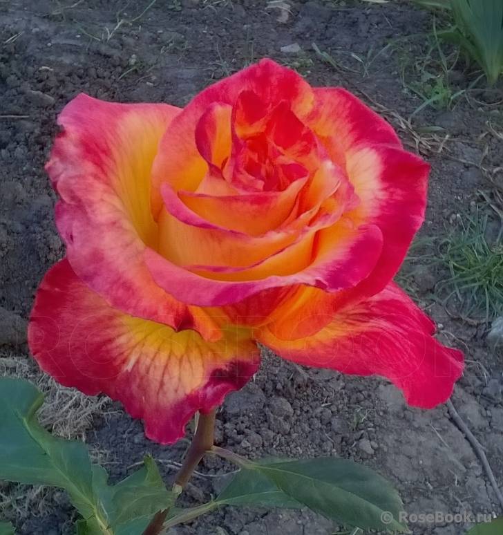 Роза чайно-гибридная хай меджик (high magic),саженцы роз,купить саженцы роз,двухцветная роза,оранжевые розы,сорта роз,кустовые розы,розы из питомника,купить розы в интернет-магазине,цветущие кустарнки