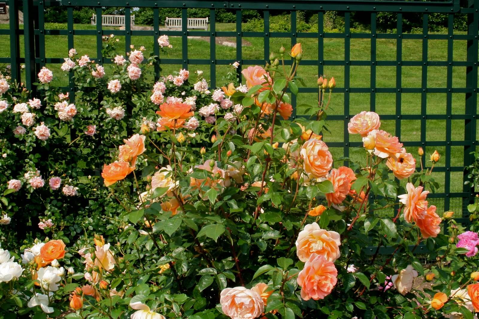 Как вырастить английские розы