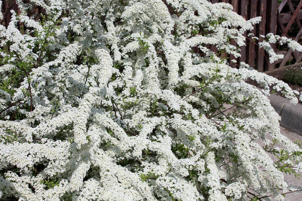 Спирея аргута после цветения фото