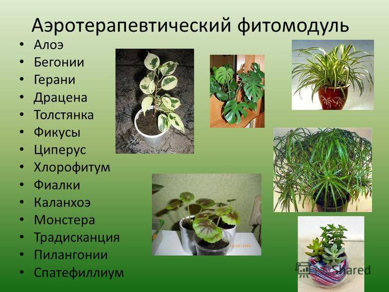 Традесканция комнатная: фото растения, уход в домашних условиях, толстолистная, разноцветная, садовая, цветок