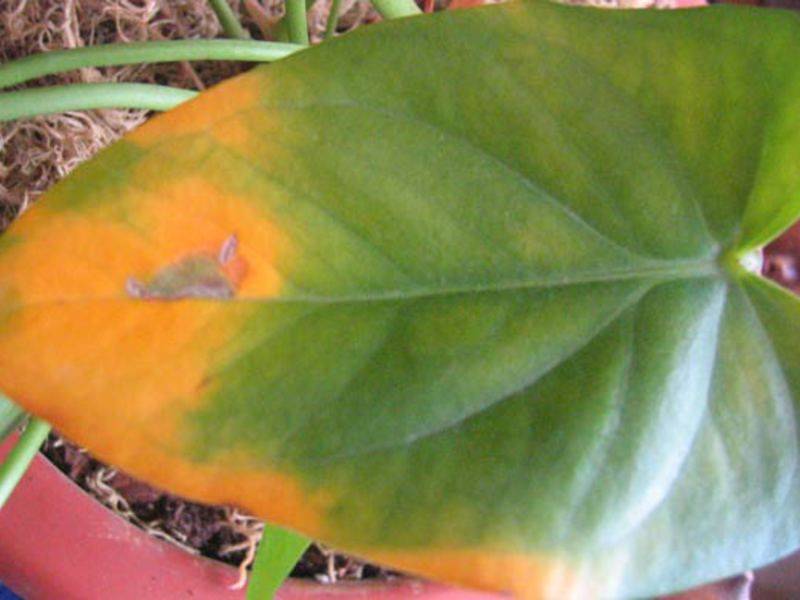 Коричневые пятна на листьях антуриума: почему появляются и как избавиться