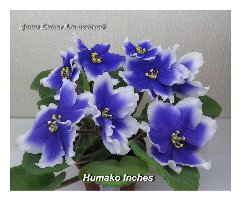 Фиалка humako inches: описание, фото, особенности ухода и размножения