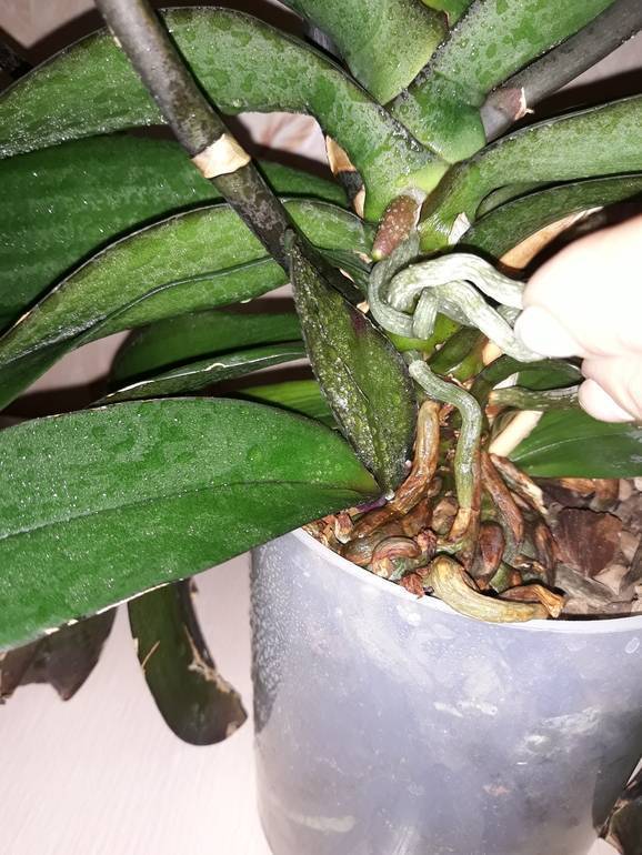 Как взять отросток у орхидеи: варианты пересадки и примеры в домашних условиях