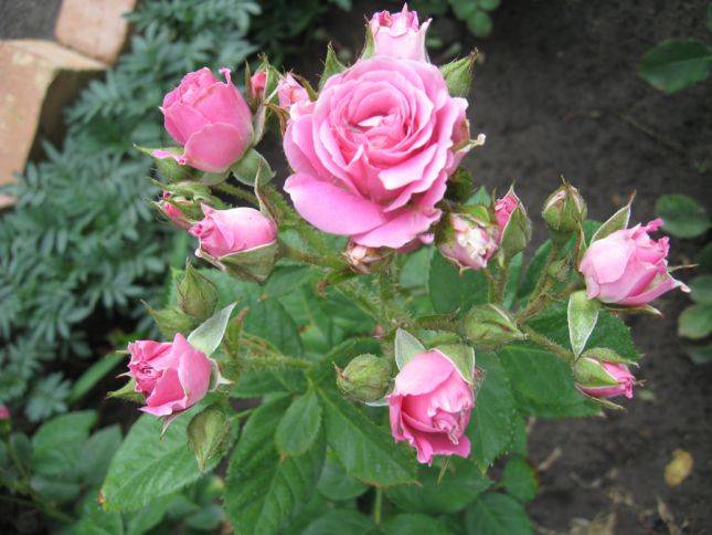 ✅ о сортах розы спрей: описание и характеристики, посадка, уход и выращивание