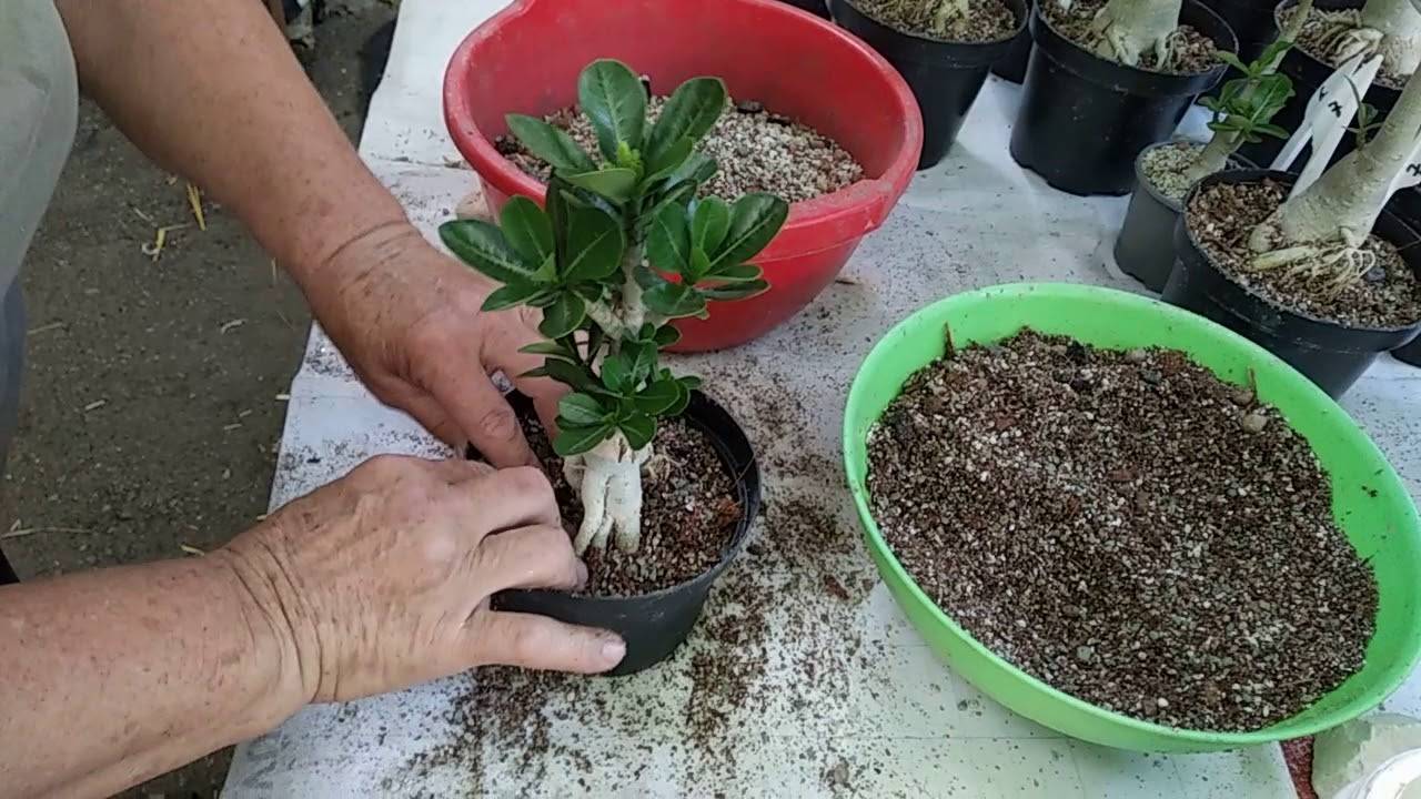 Как вырастить адениум из семян