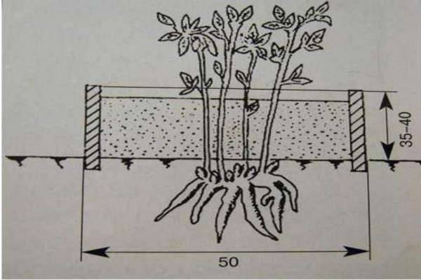 Хризантема: как и когда сеять на рассаду, ухаживать, высаживать в открытый грунт