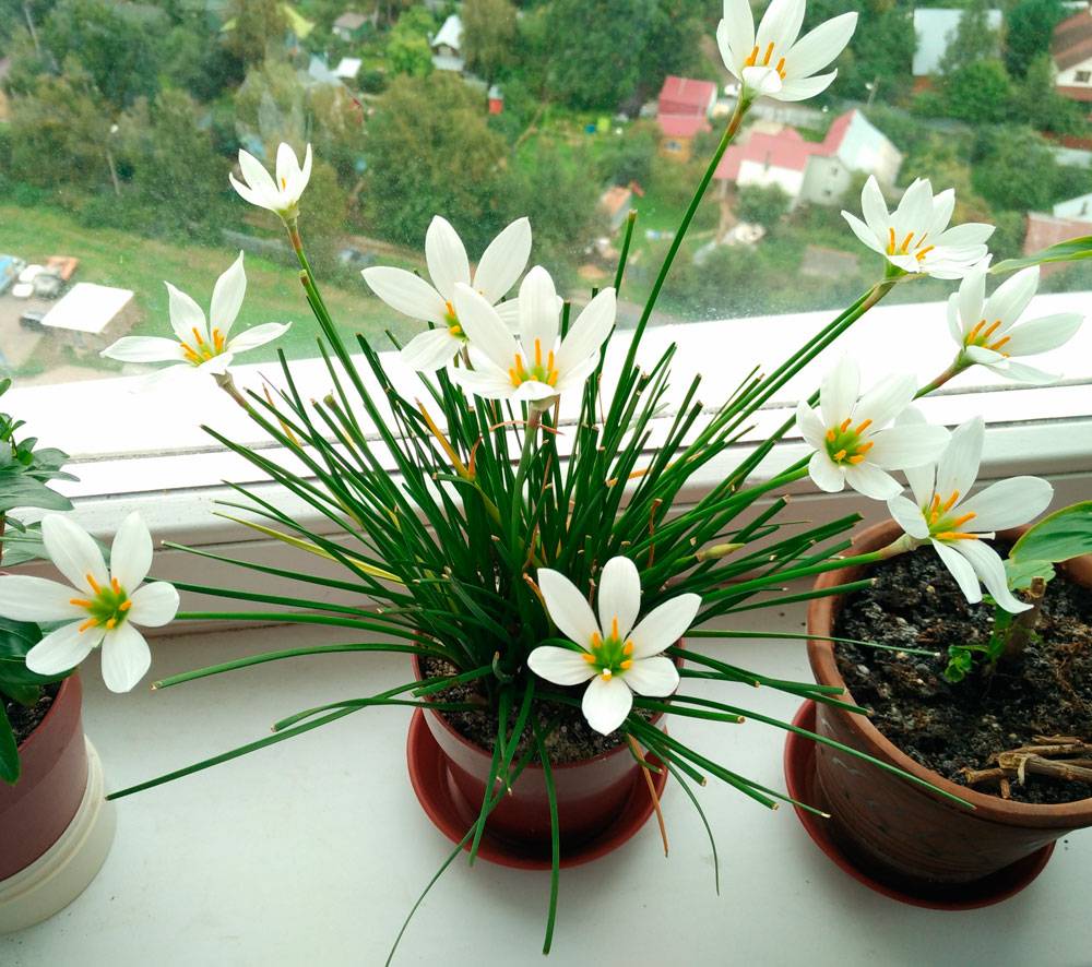Зефирантес: уход в домашних условиях, посадка цветка