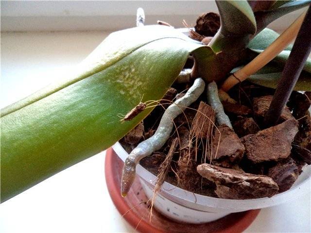 Воздушные корни у орхидеи: что делать, если сохнут, можно ли обрезать