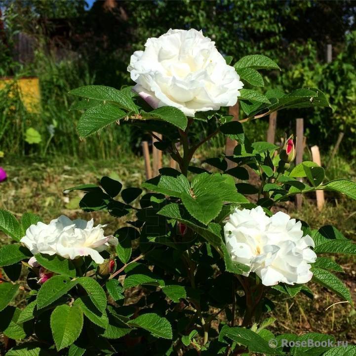Роза августа луиза: посадка и уход. топ советы от садоводов