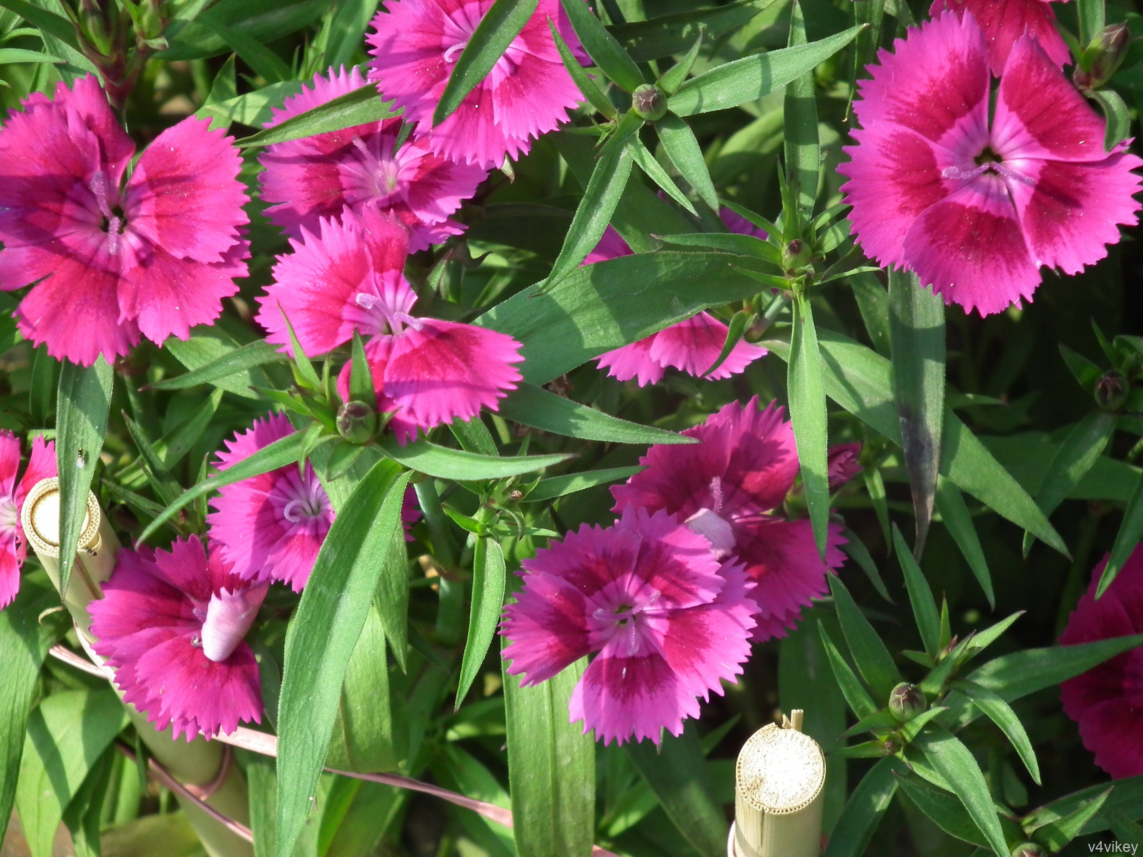 Гвоздика садовая многолетняя: посадка и уход, фото