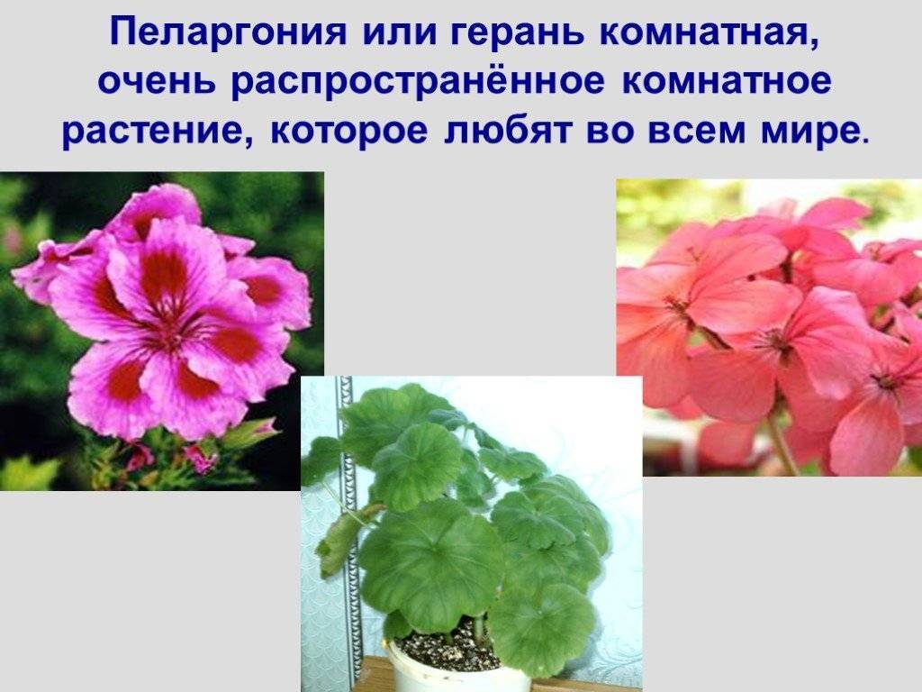 Душистая герань: что это такое, цветет ли или нет и виды пахучих комнатных растений, включая ароматнейшую пеларгонию, размножение в домашних условиях черенками, фото