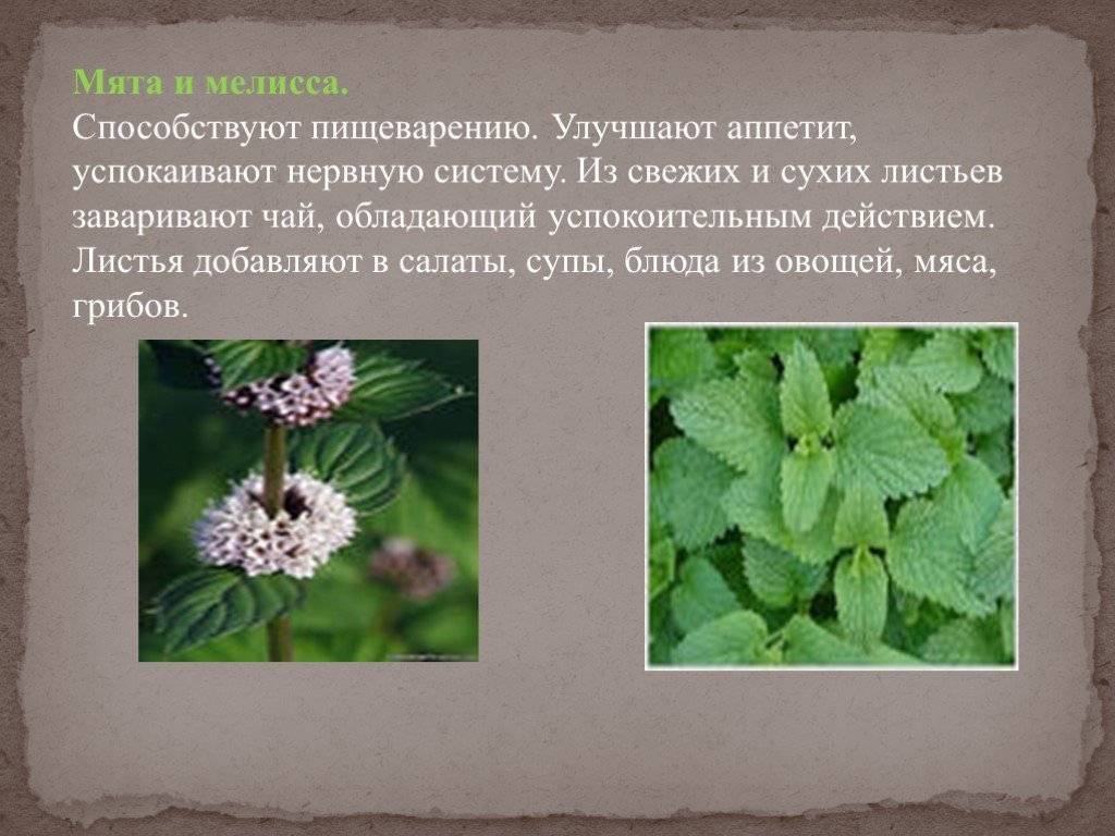 Мелисса и котовник различия фото и описание