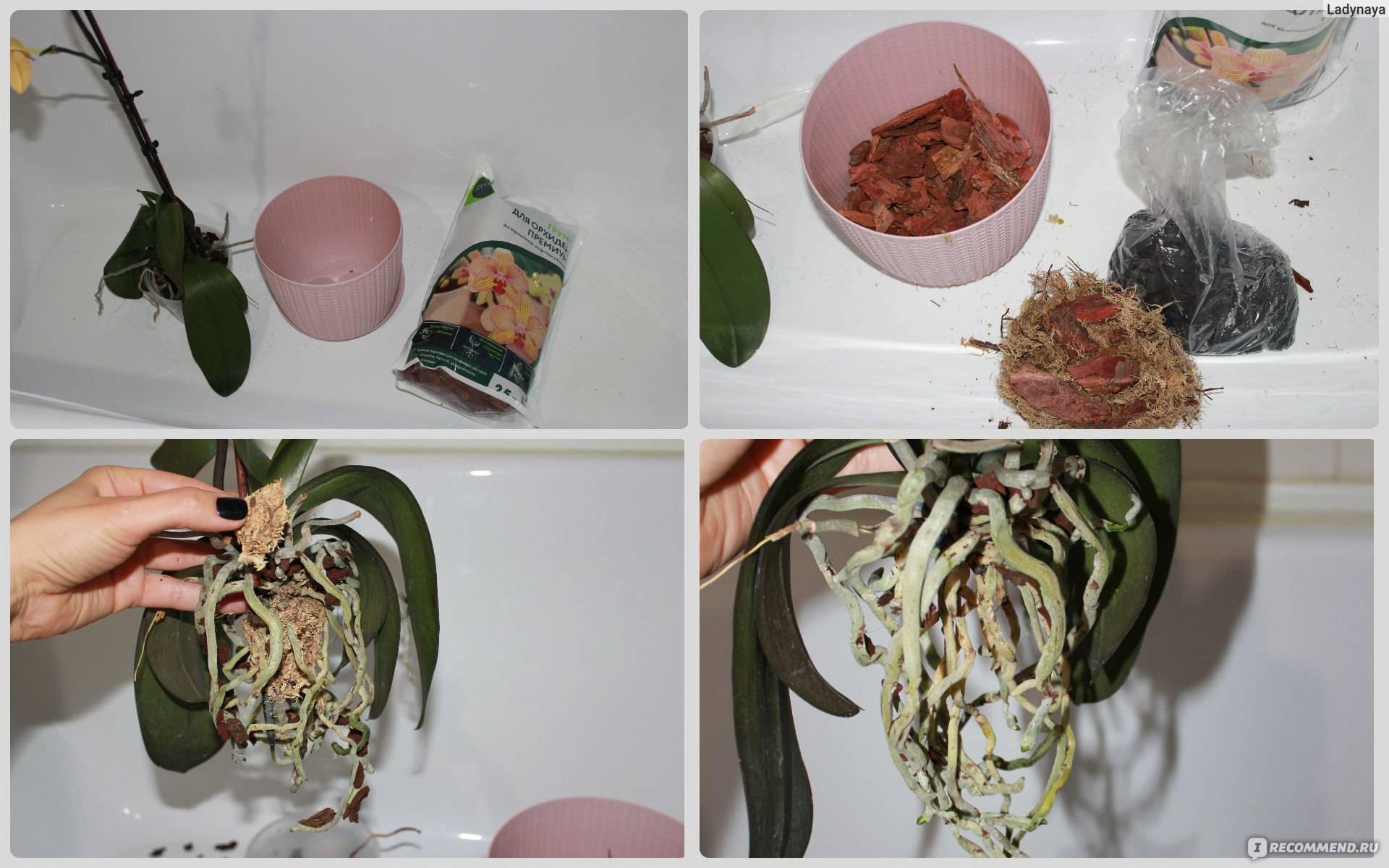 Выращиваем экзотический цветок на подоконнике – уход за орхидеей в домашних условиях