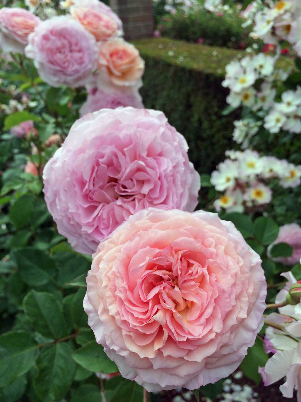 Английские розы: сорта, фото. советы по покупке и посадке