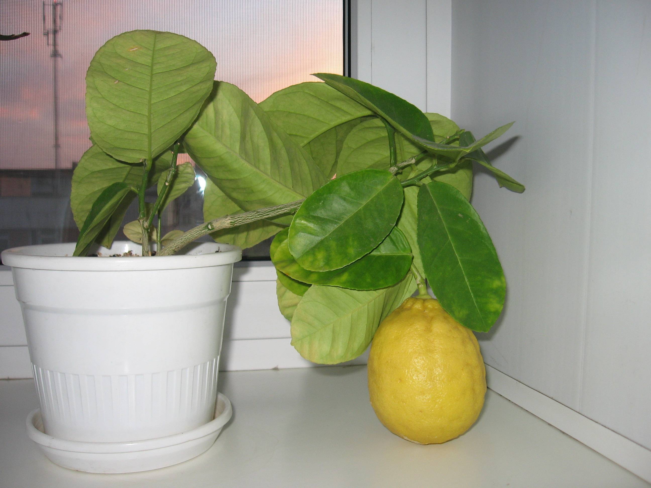 Лимонник китайский: посадка и уход, выращивание, размножение, обрезка, описание сортов с фото