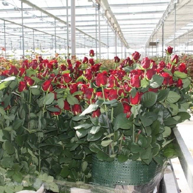 Голландские розы: особенности выращивания, лучшие сорта, фото, описание