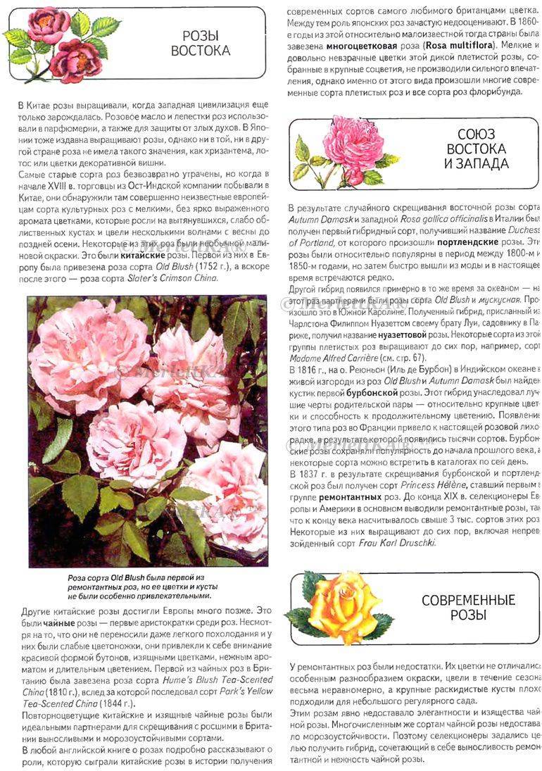 Роза аква: нежная красавица в саду