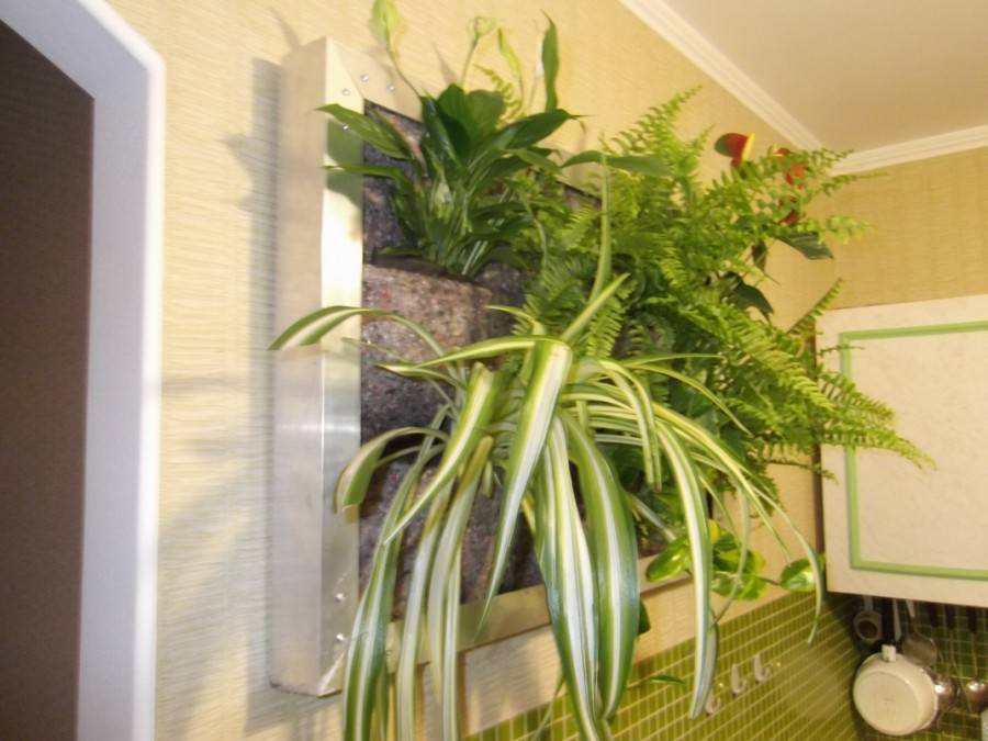 23 комнатных растений, которые очищают воздух в помещении