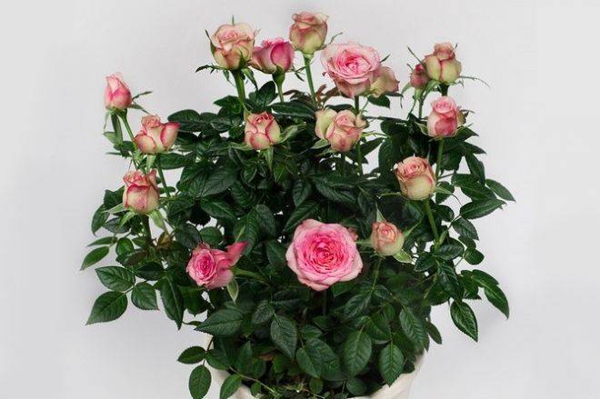 Роза кордана - уход в домашних условиях, в саду, зимовка