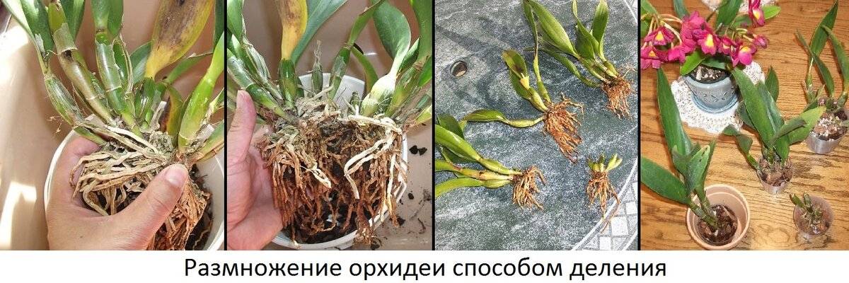Как размножить симподиальную орхидею