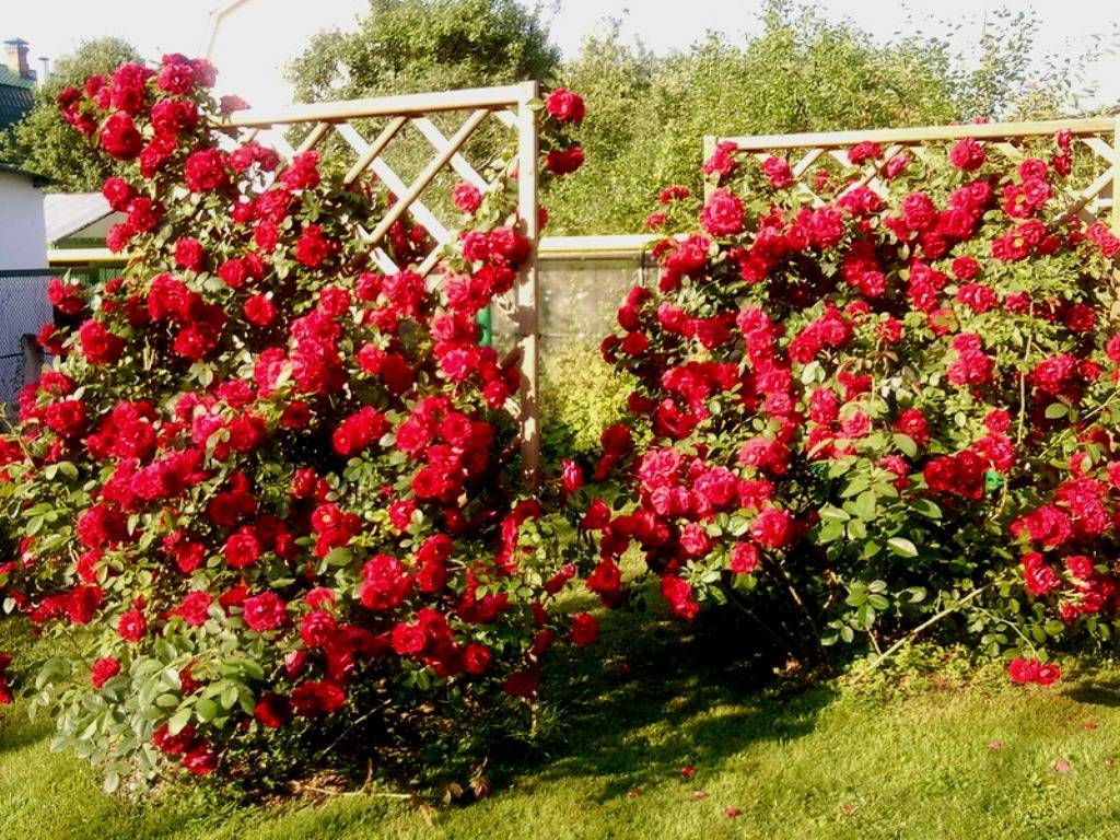 Роза плетистая фламментанц - сады сибири