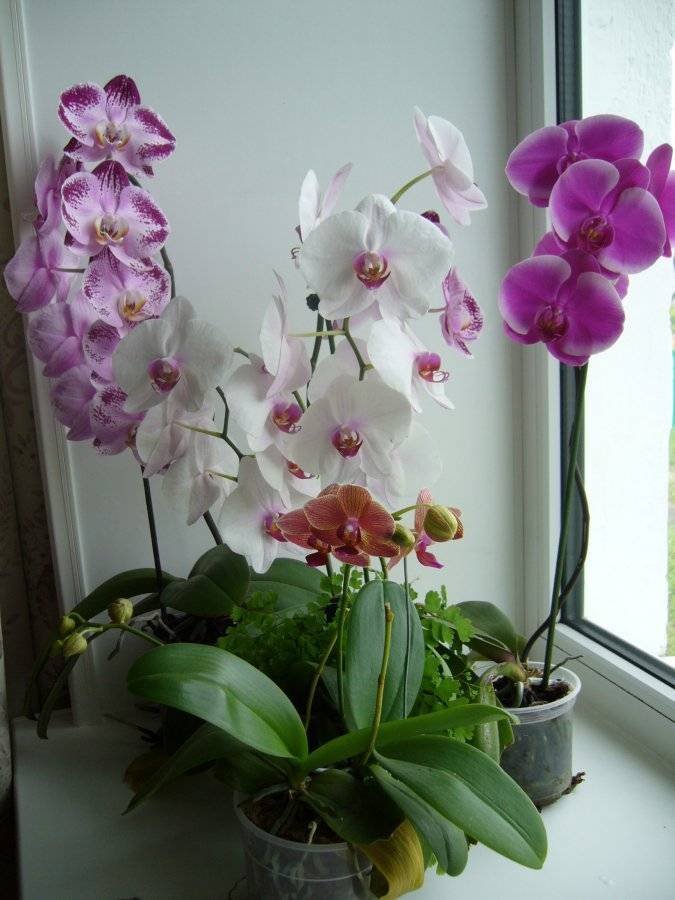 Обзор видов и сортов орхидей для посадки дома: дендробиум, каттлея, ванда, фаленопсис