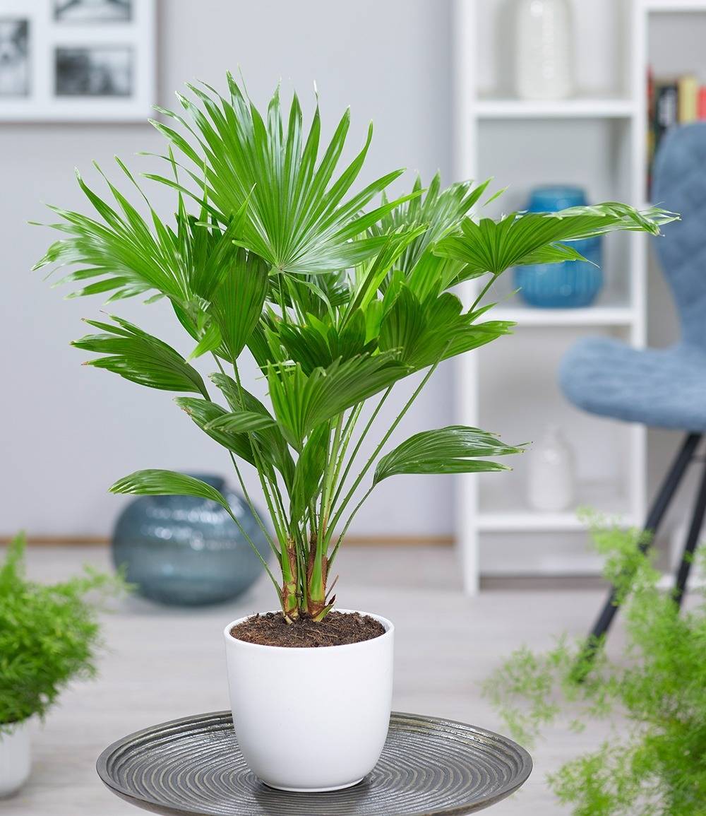 Уход за пальмой ливистона в домашних условиях: выращивание livistona rotundifolia