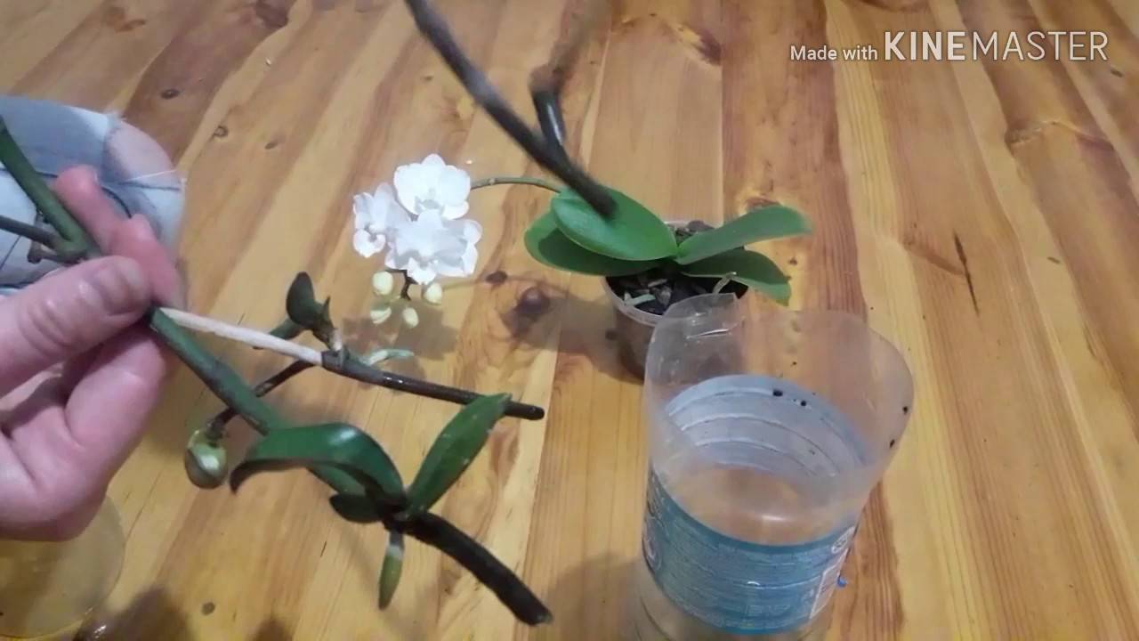Как размножить орхидею в домашних условиях пошагово