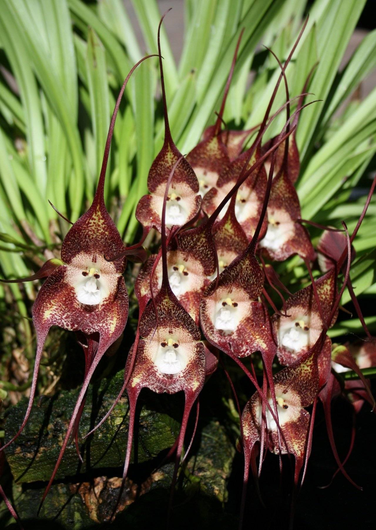 Орхидея дракула: описание, отзывы, посадка и уход в домашних условиях, пересадка