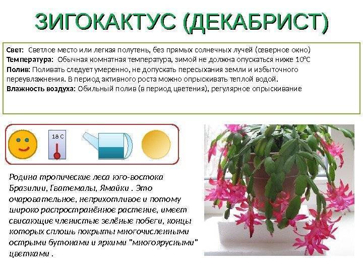Цветок мимоза: описание растения и виды кустарника, как вырастить и ухаживать в домашних условиях