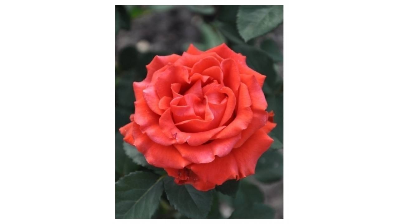 Роза эль торо: описание сорта