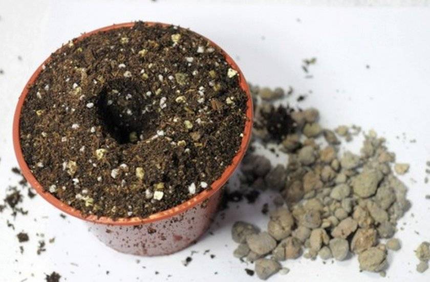 Выращивание адениум из семян в домашних условиях