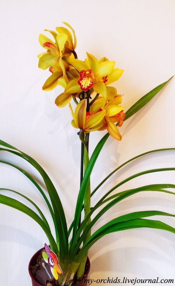Орхидея цимбидиум в горшке: какие есть виды и подсорта, их названия с фото, все об уходе в домашних условиях, в том числе чтобы из стрелочки появился цветок selo.guru — интернет портал о сельском хозяйстве