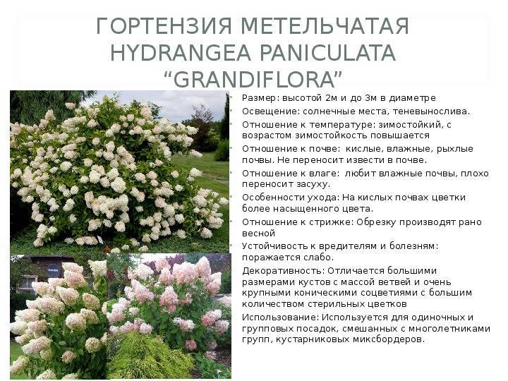 Гортензия метельчатая долли (dolly): описание, агротехника растения, как выглядит в садовом интерьере, фото