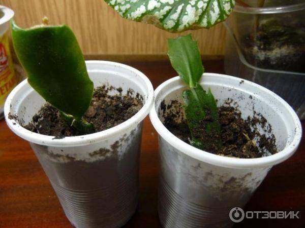Как размножить декабрист в домашних условиях — черенками и листом в воде